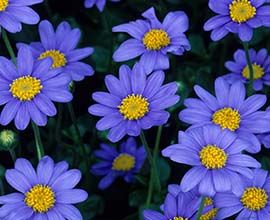 Blue Daisy Flowers