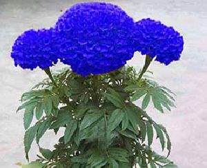 Blue Marigold Flowers