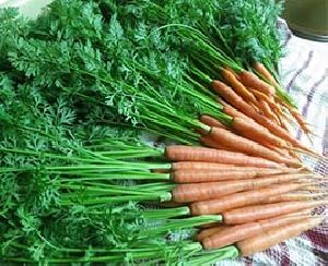 Carrot Leaves