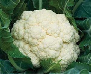 Cauliflower