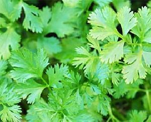 Fresh Coriander Leaves