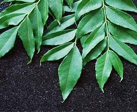 Fresh Curry Leaves