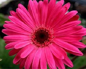 Dark Pink Gerbera Flowers