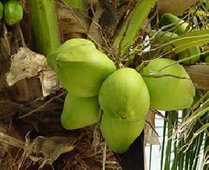 Fresh Tender Coconut