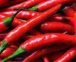 Fresh Red Chilli