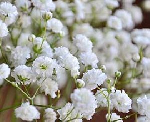 Gypsophila Flowers