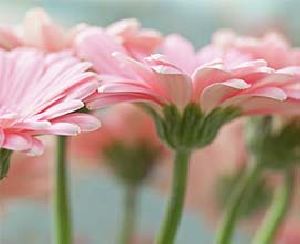 Light Pink Gerbera Flowers