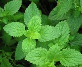 Fresh Mint Leaves