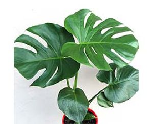 Monstera