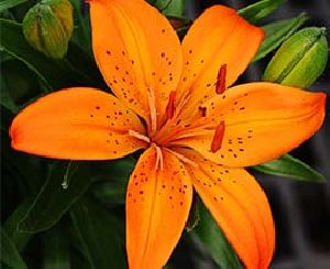 Orange Asiatic Lily