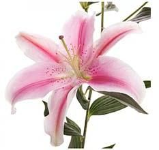 Pink Oriental Lily Flowers