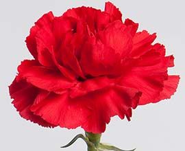 Red Carnation Flowers