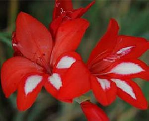 Red Gladiolus Flowers