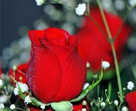 Taj Mahal Rose Flowers