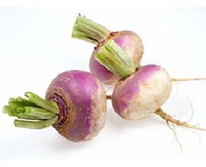 Fresh Turnip