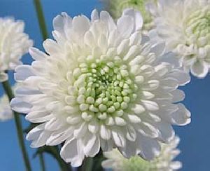 White Button Chrysanthemum Flowers