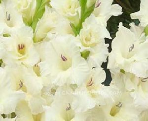 White Gladiolus Flowers