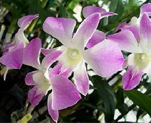 Purple Orchid Flowers