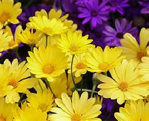 Yellow Daisy Flowers
