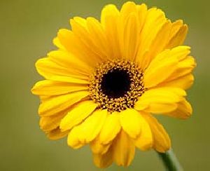 Yellow Gerbera Flowers
