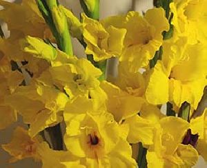 Yellow Gladiolus Flowers