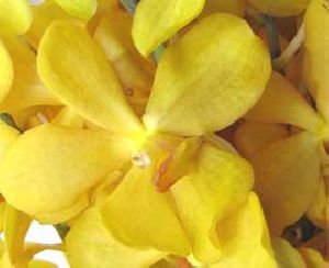 Yellow Mokara Flowers