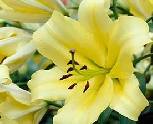 Yellow Oriental Lily Flowers