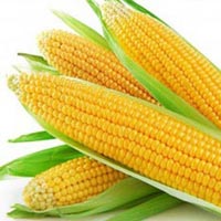 Fine Sweet Corn