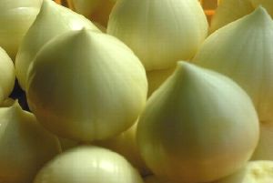 Fresh Solo Garlic