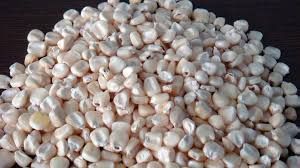 White Corn Seeds