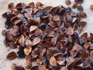 Buckwheat Seeds