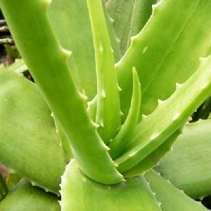 Aloe Vera Leaves