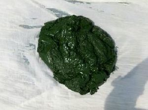 spirulina mother culture