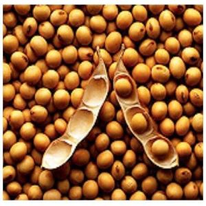 Hybrid Soybean Seeds