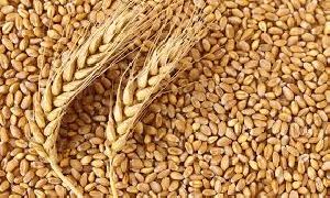 Wheat Seeds