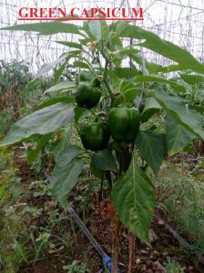 Fresh Green Capsicum