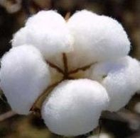 Raw Cotton