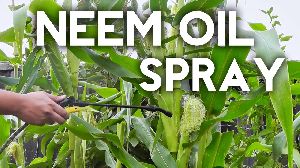 Organic Neem Pesticide