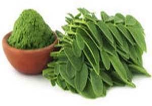 dry moringa leaves