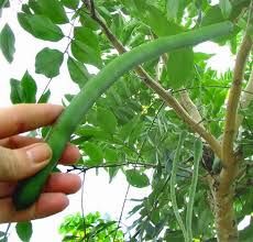 Amaltas Fruit