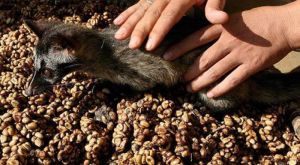 Civet Coffee