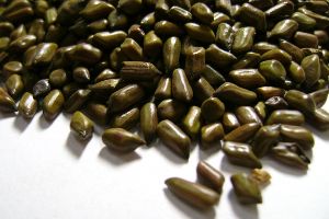 Cassia Tora Seeds