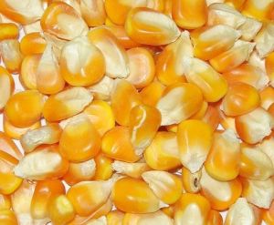 QUALITY YELLOW MAIZE