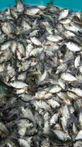 Wild caught flathead grey mullet seeds in India - Fish Consulting Group