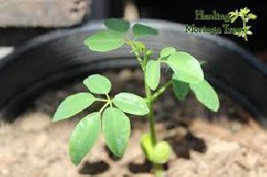 Moringa Baby Plant