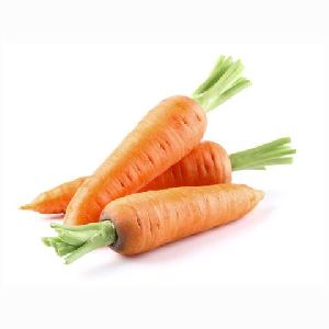 Fresh Carrot