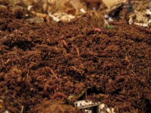 vermicompost