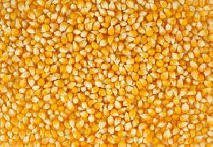 yellow maize seed