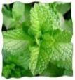 Fresh Mint Leaves