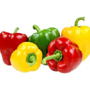 Fresh Capsicum